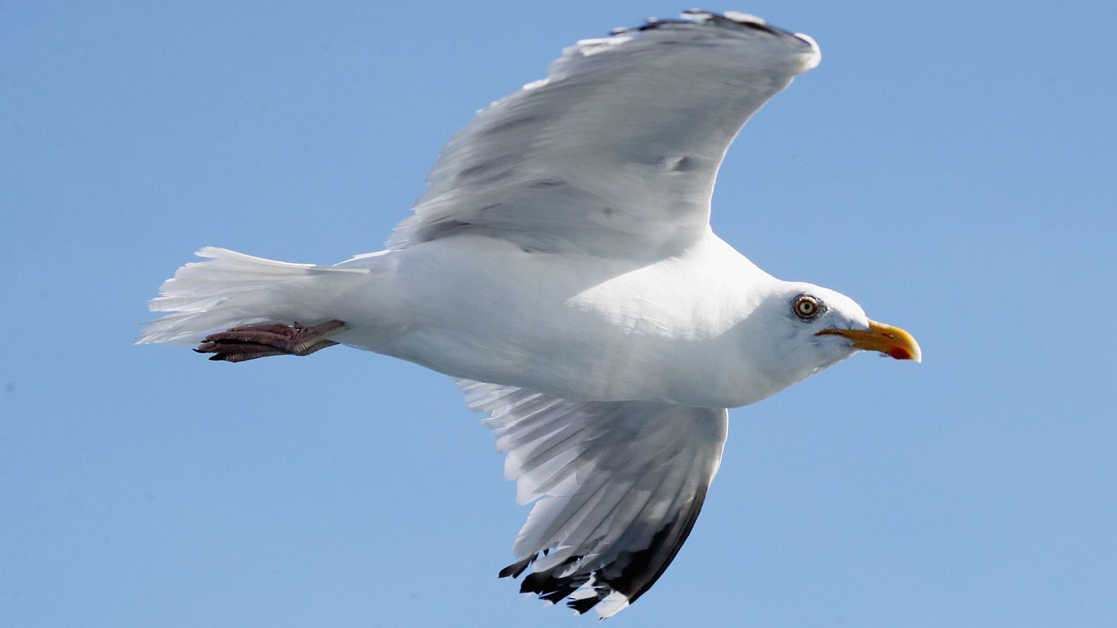 Seagull strikes teen in the face while on amusement park ride in New Jersey