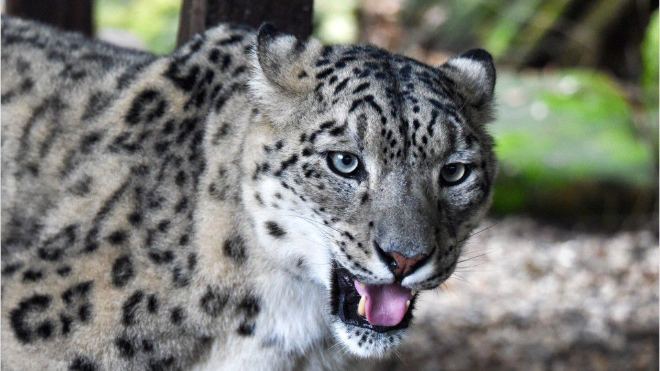 Coronavirus: Unvaccinated snow leopard at San Diego Zoo tests positive