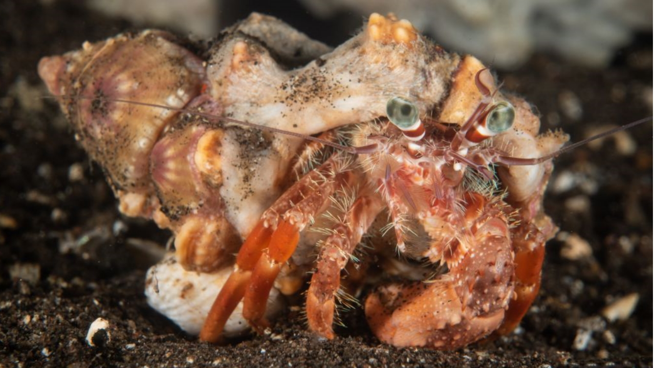 Clawing out a victory: Great American Crab Races feature hermit crabs