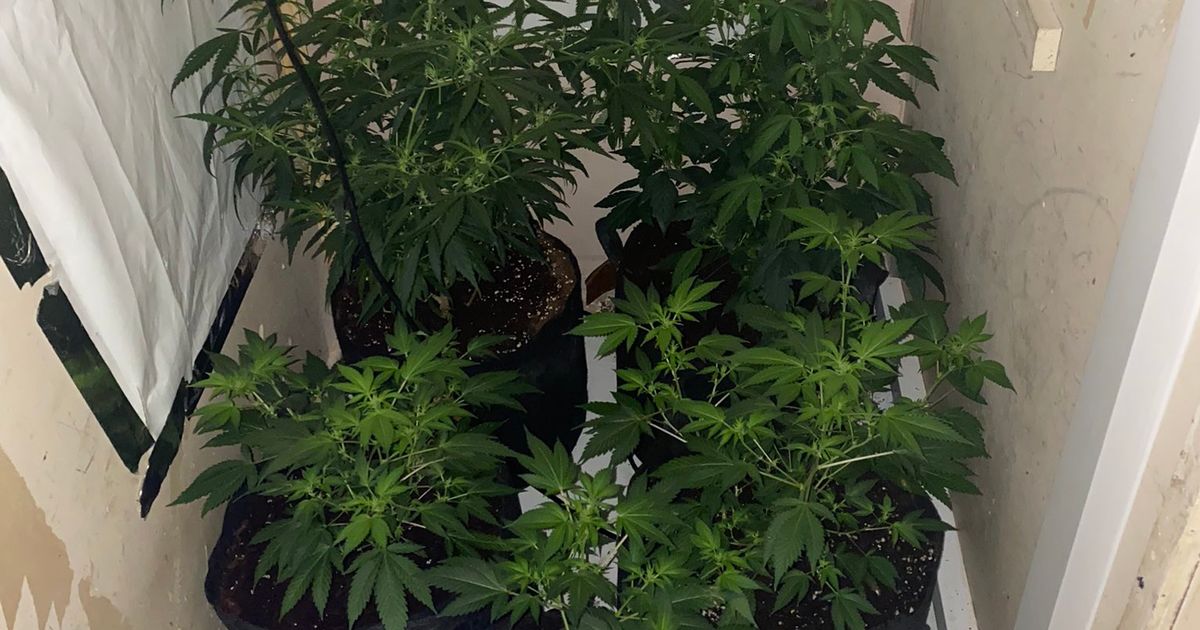 Police seize ‘variety of weapons’ after busting cannabis grow in Chelmsley Wood
