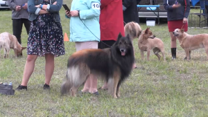 Popular dog show returns to Orillia