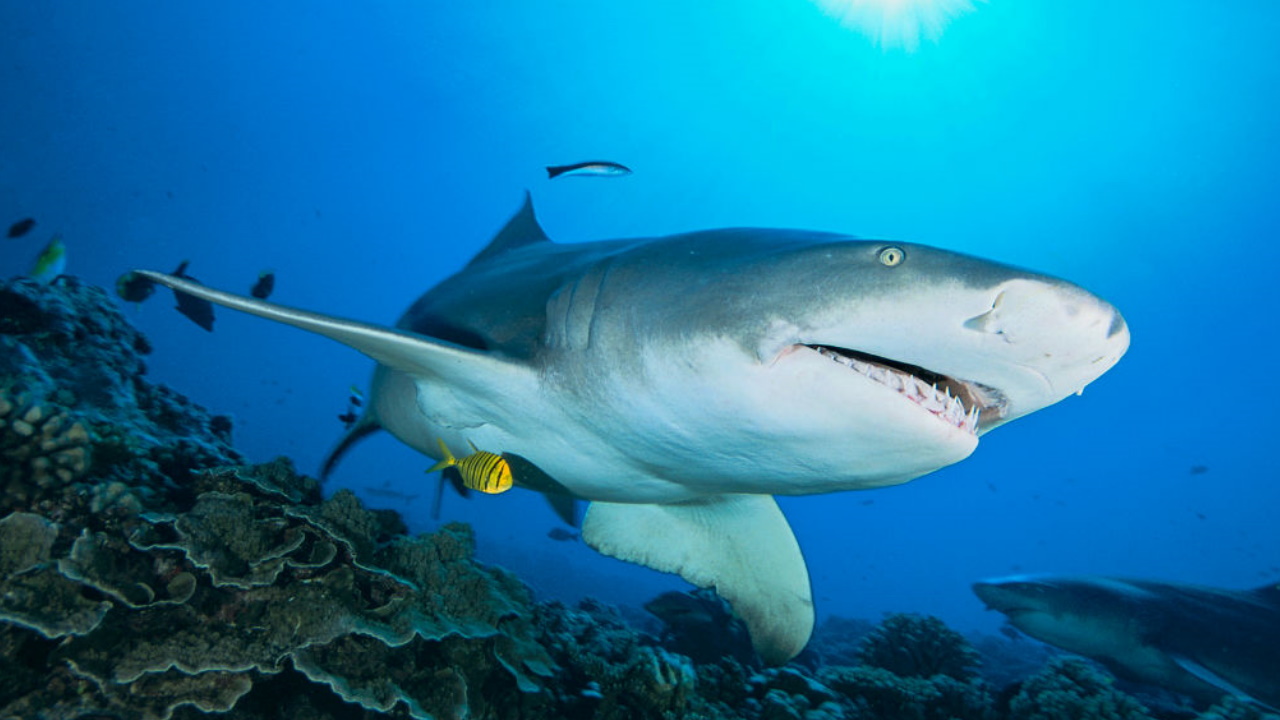 Shark bites lifeguard on Hilton Head Island