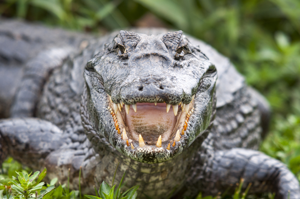 WATCH: Guests rescue handler attacked by alligator at Utah wildlife center – FOX23 News