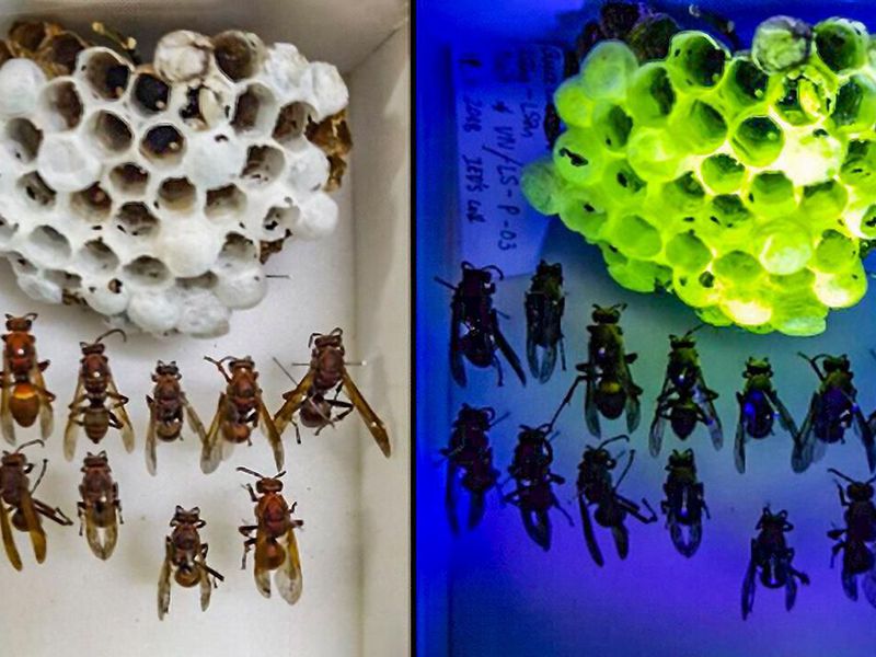 Wasp Nest Glows Green Under UV Light | Smart News | Smithsonian Magazine
