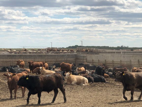 Cattle producers moving more animals to market – CochraneNow