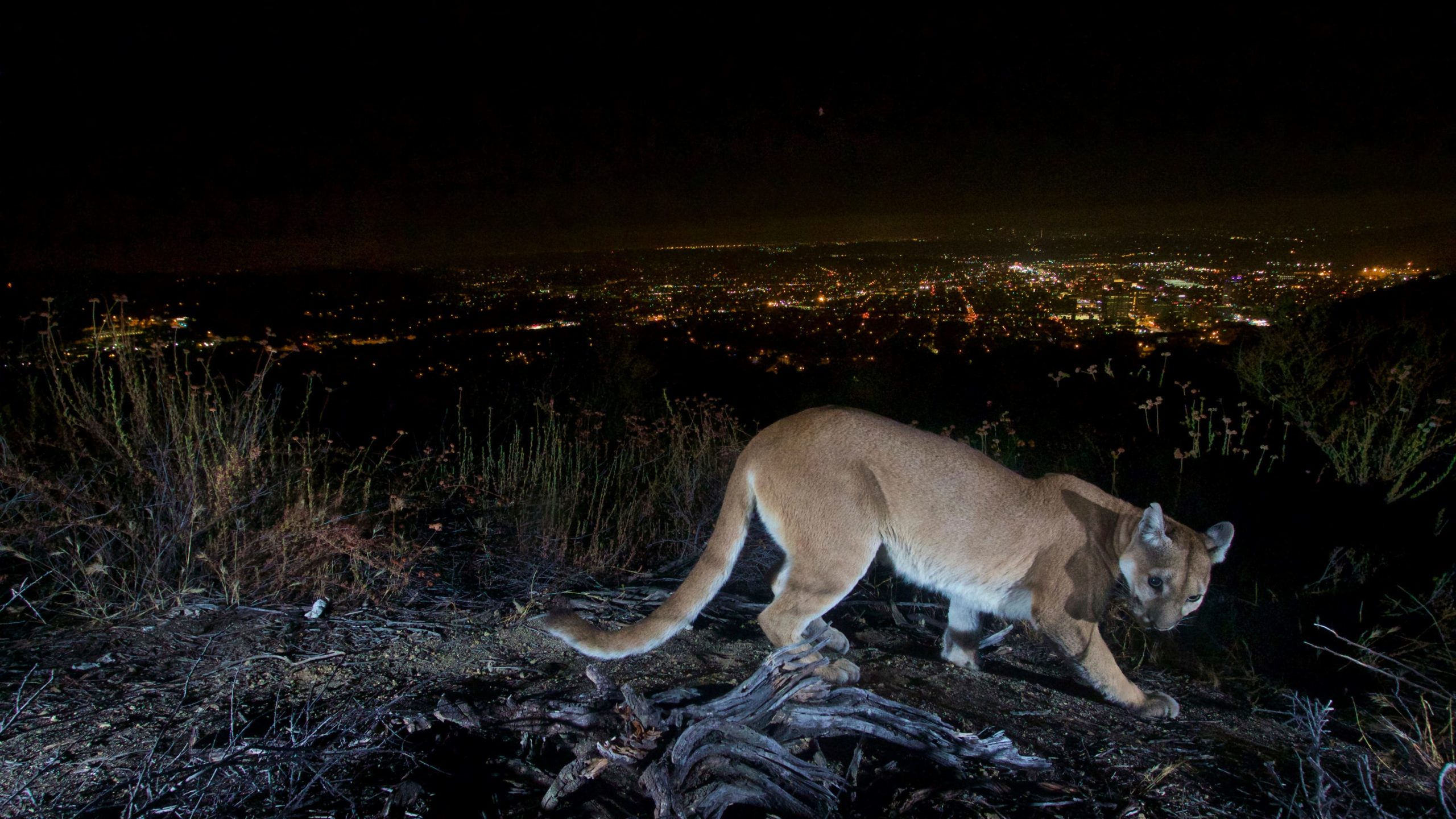 Mother becomes ‘the true hero’ after punching mountain lion that attacked her 5-year-old son