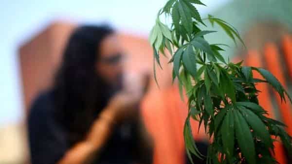 Cannabis researchers seek to unlock the healing power of pot – Mint
