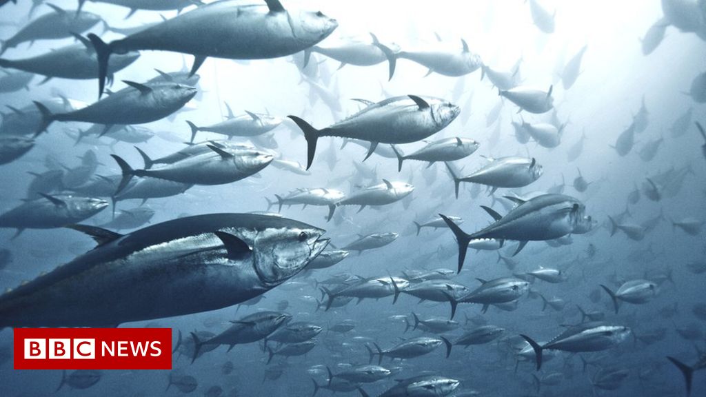 Tuna bounce back, but sharks in ‘desperate’ decline – BBC News