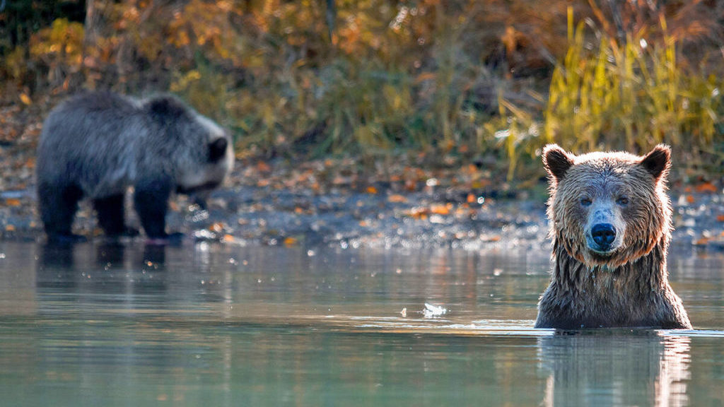 Grizzly bears in BC’s Chilcotin feast on salmon, prepare for hibernation – Vernon Morning Star
