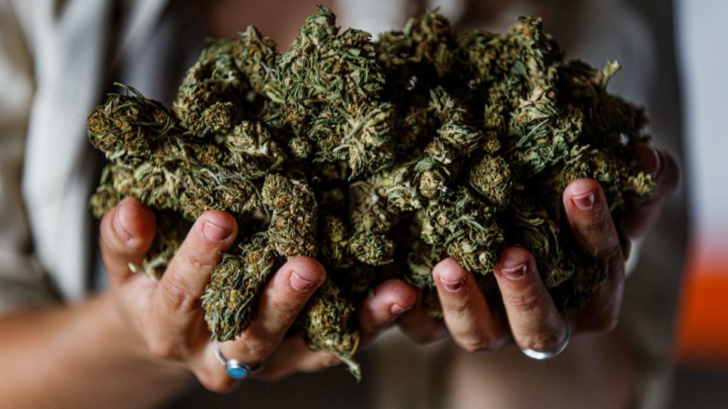 Stockton U. cannabis career fair to set tone for new job opportunities in N.J. – nj.com