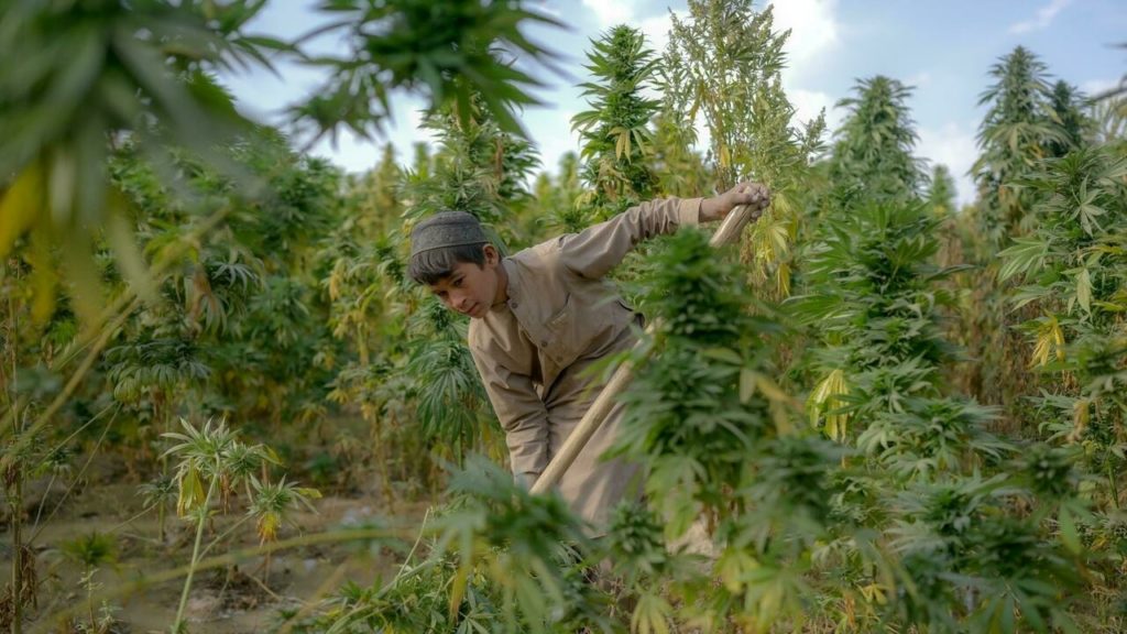 Bumper cannabis crop for Afghan farmers – France 24
