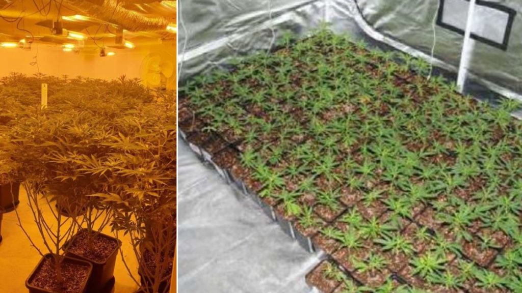 The biggest cannabis farms found in Greater Manchester and the desperate people who …