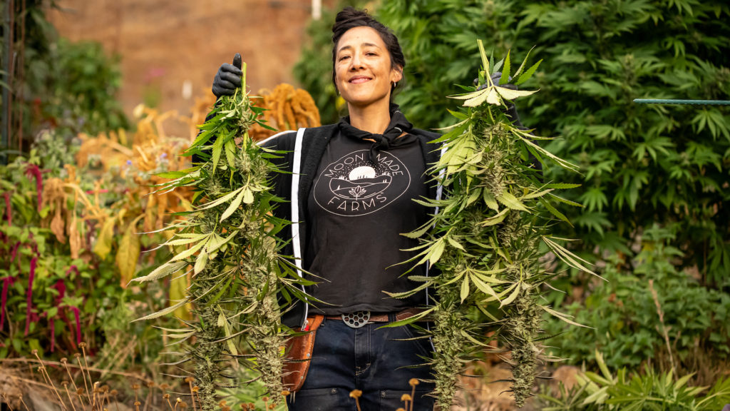 Cannabis harvest 2021 in US farmers’ own words – Leafly