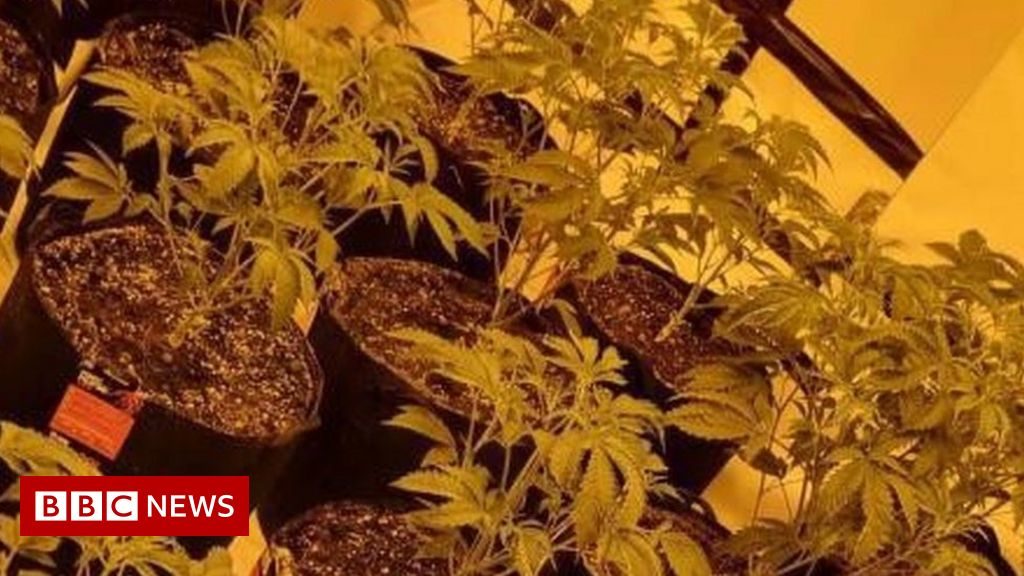 North Belfast: Suspected cannabis worth £100k seized – BBC News