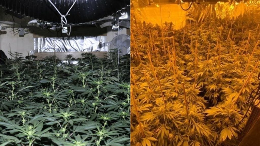 The biggest cannabis farms busted by Merseyside Police this year – Liverpool Echo