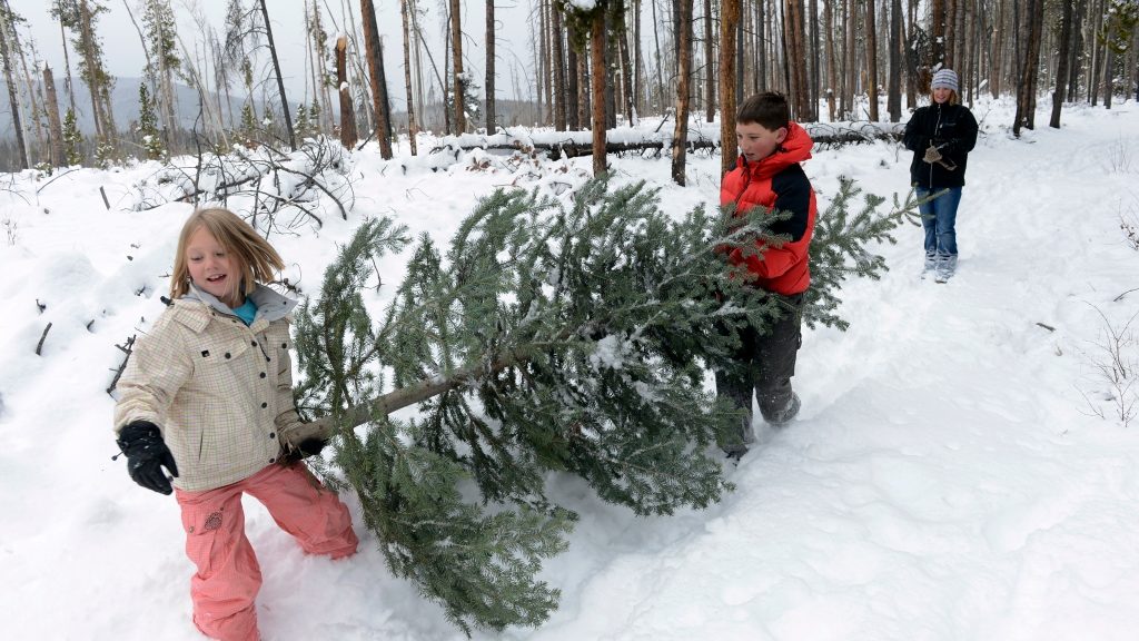 Want to cut your own Christmas tree this year? Here’s what you need to know.