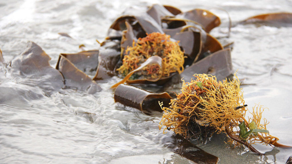 Vancouver Island beach seaweed part of largely uncharted ecosystem – Nanaimo News Bulletin
