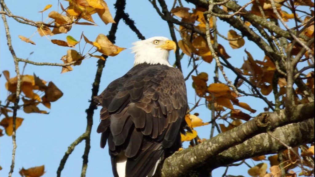 Eagle watch kicks off at historic site in Agassiz – Peace Arch News