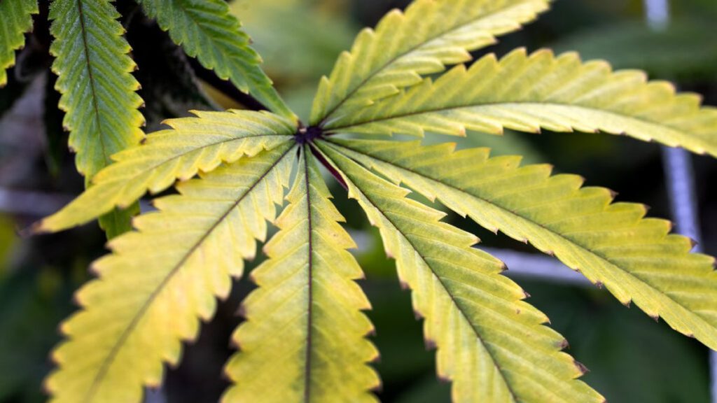 Jackson County seeking $7 million to tackle illegal cannabis – OPB