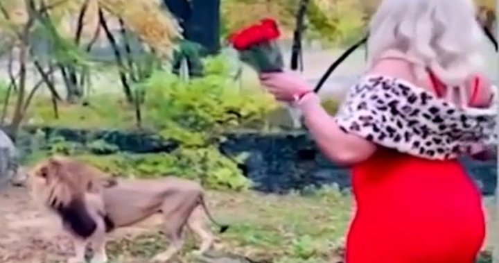 Woman seen climbing over zoo barrier, throwing $100 bills at lion