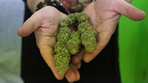 Legal marijuana prices have dropped 40% in Nova Scotia since 2019 | CBC News