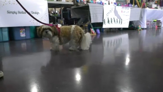 Pet market helps owners and four-legged friends get in the holiday spirit – CTV News Edmonton