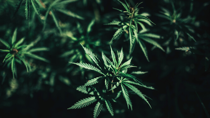 Republican-Led Cannabis Legalization? – EisnerAmper