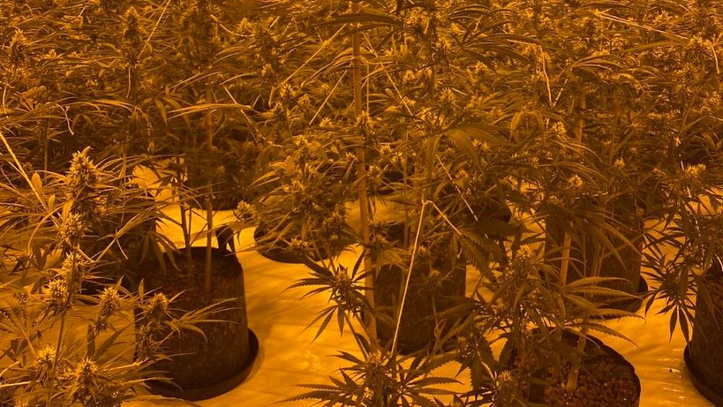 Large scale Coventry cannabis factory ‘gardener’ found asleep among plants by cops – CoventryLive
