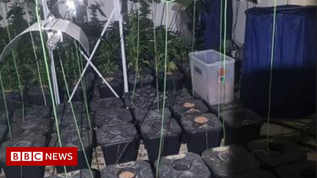 South Armagh: Underground cannabis factory ‘worth £36k’ discovered – BBC News