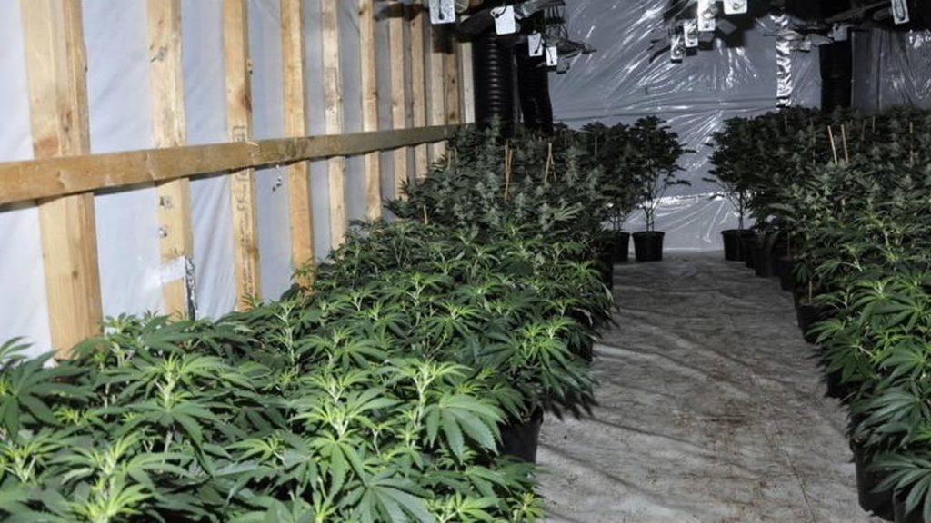 Cannabis farm so big it took five days to dismantle – Liverpool Echo