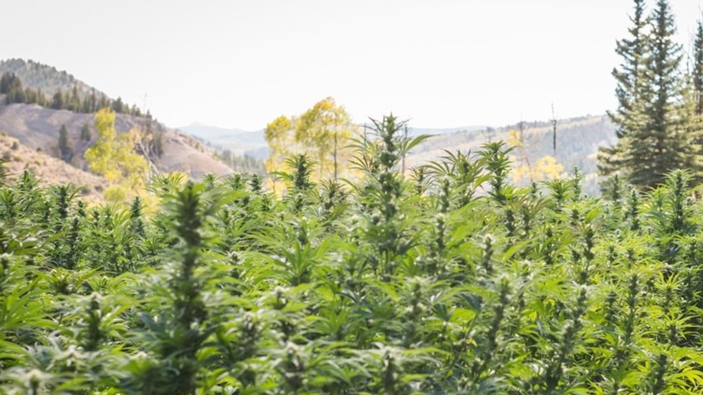 Colorado Cannabis Has a Pollination Problem to Address | Westword