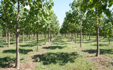 Carbon Plantations to plant new species of CO2-cutting trees in East Anglia | BusinessGreen News