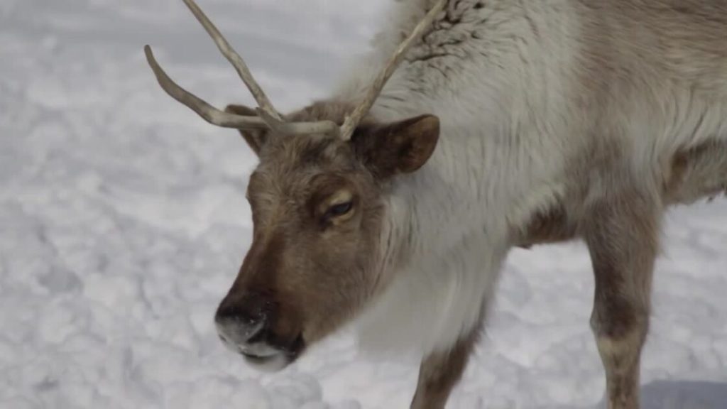 A Wilder View: Get to know Rudolph…and some real reindeer