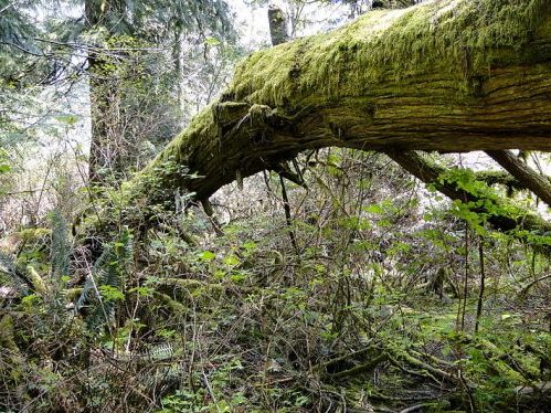 B.C. First Nations, Forest Company Reach Temporary Deal on Old-Growth Protections – The …