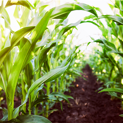 Risk manager expects a corn market change – Brownfield Ag News