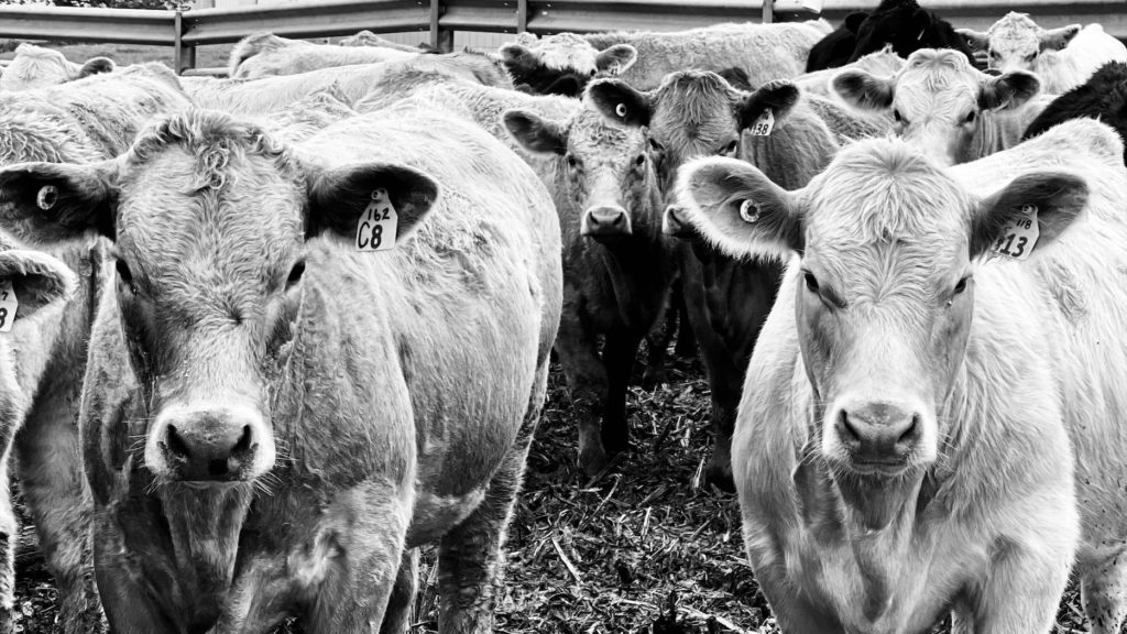 AFBF seeks revision to cattle market transparency bill – Brownfield Ag News