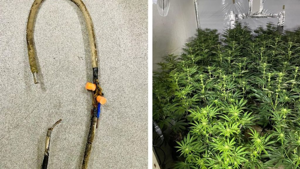 Cannabis farmers ‘line tapped’ mains cable in ‘highly dangerous’ bid to get free electricity …