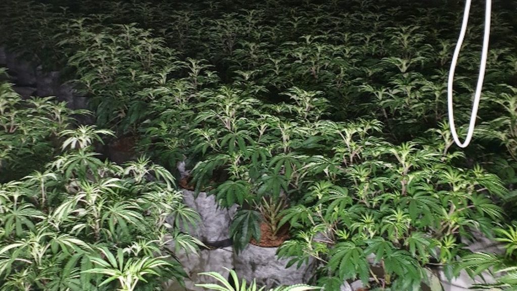 Huge cannabis farm discovered in building on Bury New Road – Manchester Evening News