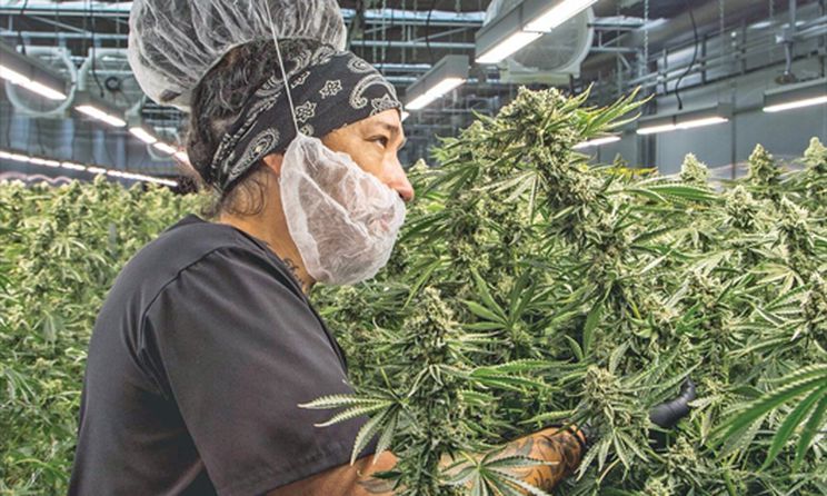 ‘They deserve all the recognition’: Oro-Medonte cannabis producer wins national awards