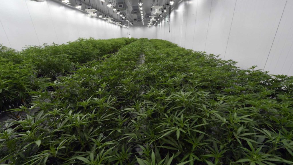 Considered ‘taboo,’ cannabis businesses will face challenges in CT, experts say – CT Insider