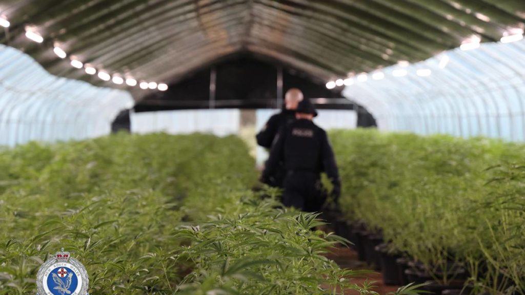 Cannabis operation worth around $67 million busted by NSW Police – Central Western Daily