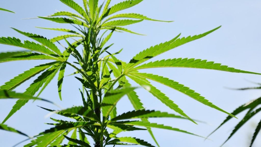 Coronavirus: New study suggests cannabis could prevent COVID-19 infections | Newshub