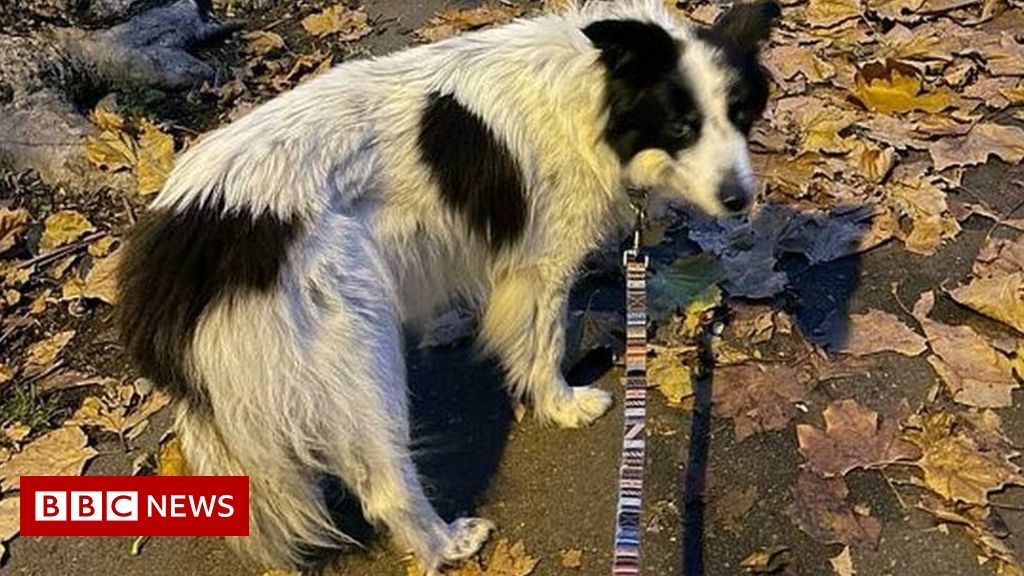 Rory Cellan Jones’ dog who went viral after theft dies – BBC News