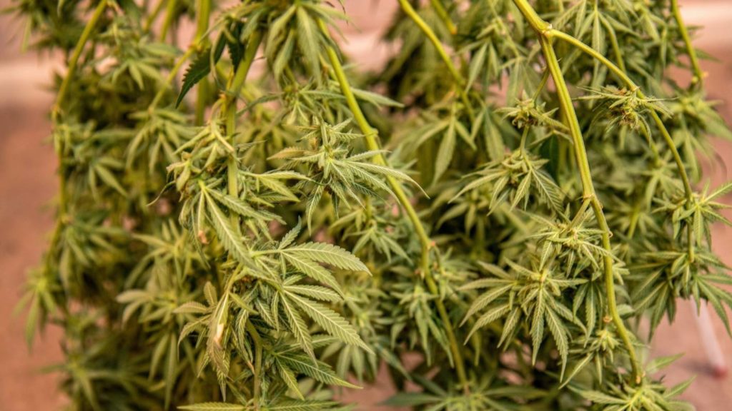 Northland police uncover operation growing thousands of cannabis plants | Stuff.co.nz