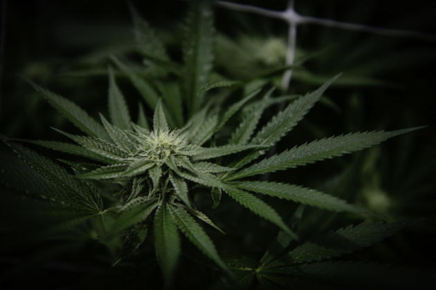 Rule change doubles number of cannabis plants for growers – Albuquerque Journal