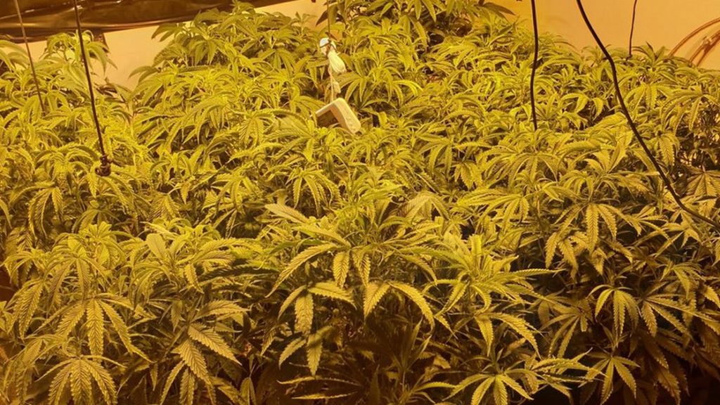 Man arrested after police find cannabis farm – Liverpool Echo