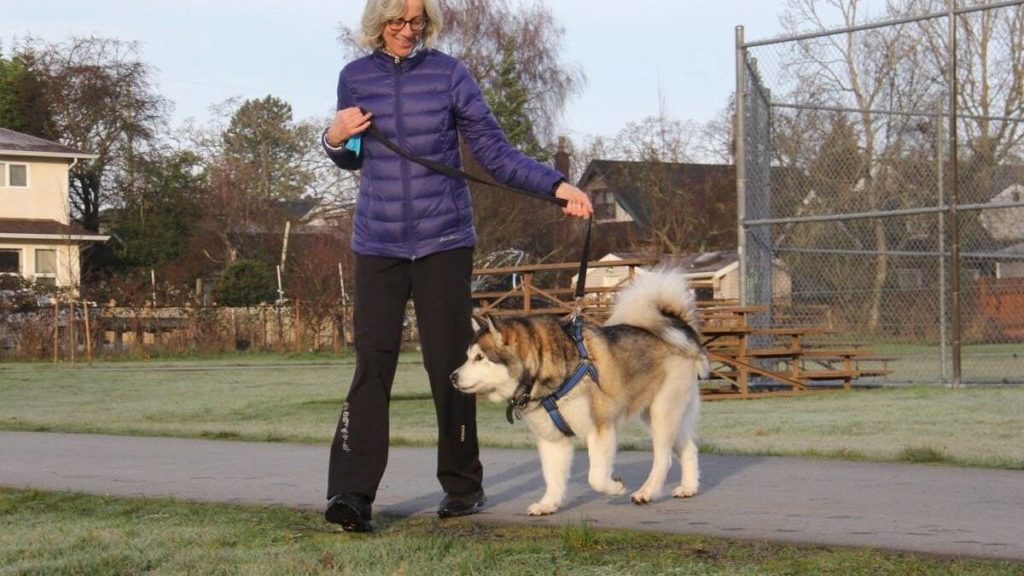 VIDEO: ElderDog Victoria helps keep pets and owners happy, healthy