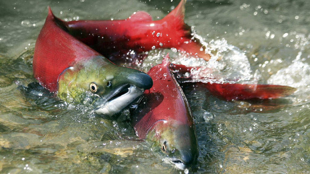 Northwest BC First Nations outraged by Alaskan interception of salmon – Saanich News