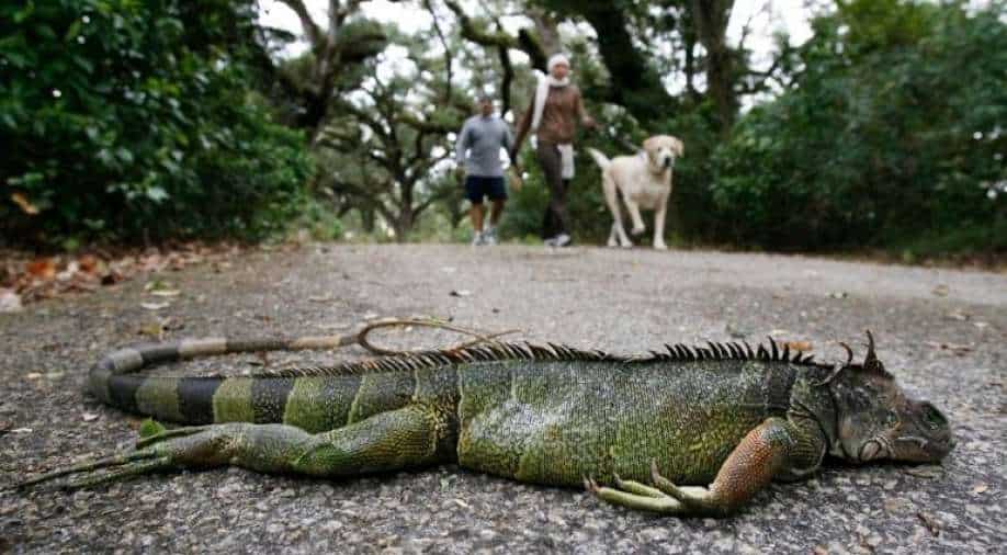 Florida: It’s ‘raining’ iguanas, and they are not dead , Trending News | wionews.com