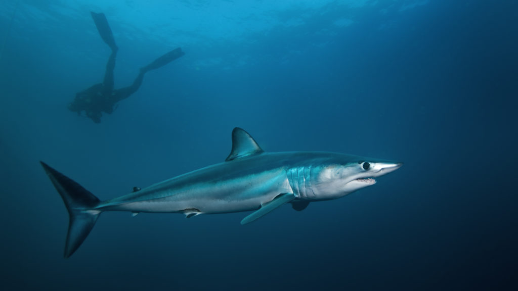 New ASU study identifies research priorities for threatened sharks